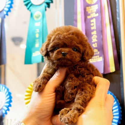 RoboDog™ | Realistische robothond