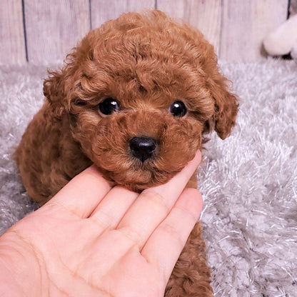 RoboDog™ | Realistische robothond