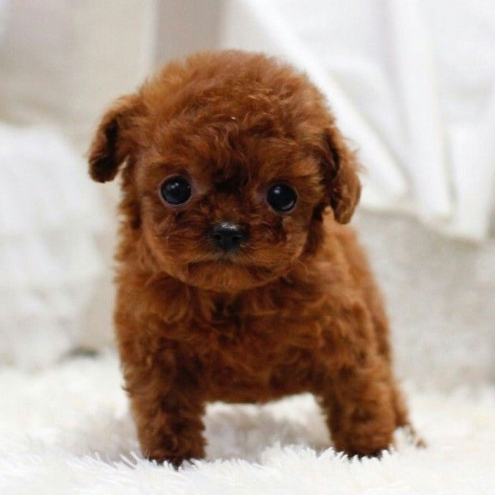 RoboDog™ | Realistische robothond