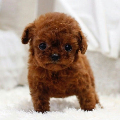 RoboDog™ | Realistische robothond