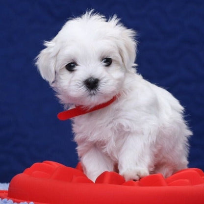 RoboDog™ | Realistische robothond